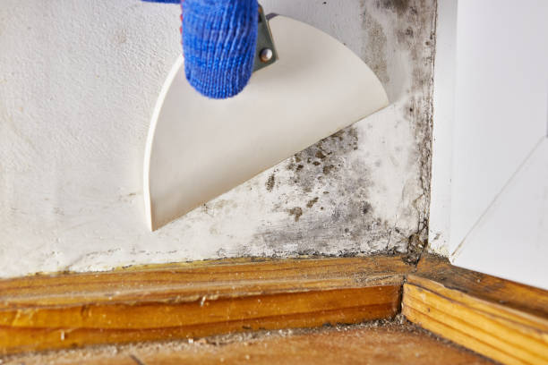 Best Black Mold Removal  in Jacksonville, OR