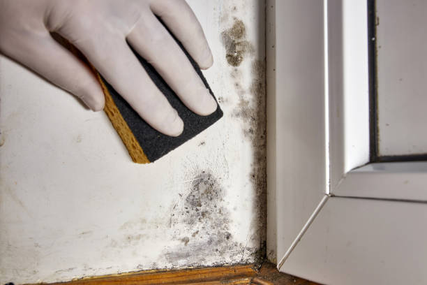Best Forensic Mold Investigation  in Jacksonville, OR